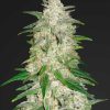Gelato Auto Feminised Seeds