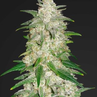 Gelato Auto Feminised Seeds