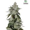 Girl Scout Cookies (aka Cookies) Auto Feminized Seeds