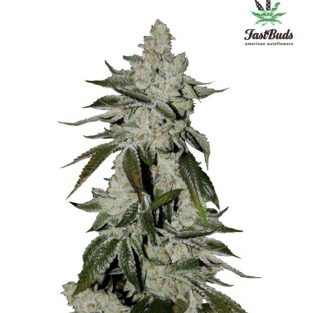 Girl Scout Cookies (aka Cookies) Auto Feminized Seeds