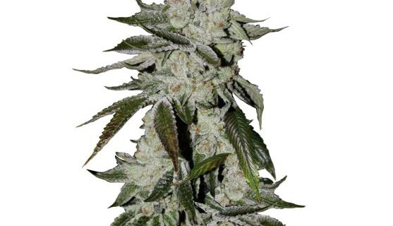 Girl Scout Cookies (aka Cookies) Auto Feminized Seeds