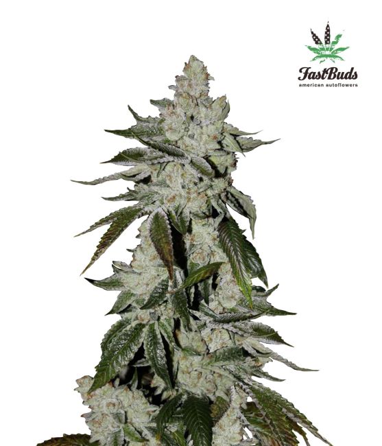 Girl Scout Cookies (aka Cookies) Auto Feminized Seeds