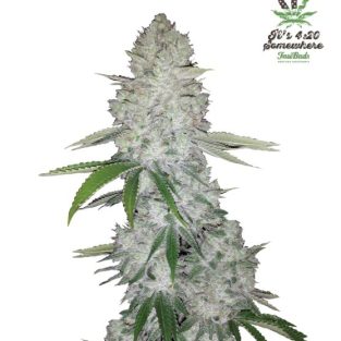 Gorilla Glue Auto Feminized Seeds