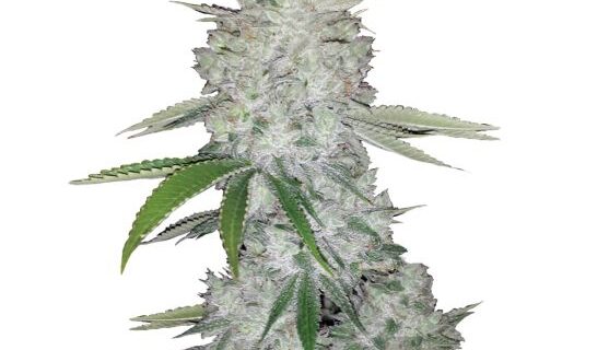 Gorilla Glue Auto Feminized Seeds