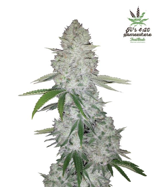 Gorilla Glue Auto Feminized Seeds