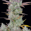 Our best-selling and most awarded strain of all time has reached a whole new level. Thanks to continuous research, selection, and breeding, our hard work has paid off. In 2022, Gorilla Cookies Auto became the most potent, highest-yielding strain in our catalog and it’s now better than ever. This is a powerful combination of our top autoflowering strains of all time. One of the most potent autoflowering strains to date. Gorilla Cookies takes on all the best qualities of her parent strains, making her something very special for all growers. As a balanced hybrid of Sativa and Indica, she performs incredibly well both indoors and outdoors while still being super-reliable and resilient to the elements. This strain is a massive producer, making it perfect not only for novices but also for commercial growers looking for potency, yield, and taste. Growers can expect around 650 gr/m2 of extremely dense golf-ball-sized buds. The impressively high THC levels translate into an intense resin production making her buds almost completely white and covered in trichomes late in the flowering stage. This strain is a ultimate moneymaker and is a great choice for making all types of extractions not only for the quantity and quality of resin she produces but also for the exceptional aroma she reeks of. Bud description Gorilla Cookies grows extremely big, chunky, and dense buds with a beautiful mix of dark and light shades of green with bright orange hairs giving her quite the bag appeal. These flowers can only be overshadowed by their extreme frostiness, she starts producing huge amounts of trichomes as soon as she enters flowering and her buds will be completely covered in resin nearing harvest.Smoke report Being a perfectly balanced hybrid, this strain delivers an intense head rush that will leave you euphoric and giggling. It will slowly transform into a potent body high that you can feel on your eyes and face and will have you relaxed anywhere you are. It has a synergetic high, perfect for the end of the day, especially after a long day of work.Plant Appearance This lady grows stout and bushy, reaching around 150cm while displaying a compact yet robust appearance with wide internodal spacing. She will develop a thick main cola with fat side branches all around while not requiring much maintenance. She can produce up to 650 gr/m2 in around 10 weeks, putting her among the highest-yielding strains we’ve ever created. All throughout the flowering stage, you’ll be amazed at the insane trichome production. Especially in the final weeks when she definitely packs on some weight and you see the buds getting white in resin and reeking of cookies and gas. Sealed to ensure authenticity Waterproof Coating Aluminium interior lining Pack front Pack seed Pack back Protective sticker QR code Gorilla Cookies Auto Feminiszd Seeds