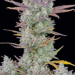 Our best-selling and most awarded strain of all time has reached a whole new level. Thanks to continuous research, selection, and breeding, our hard work has paid off. In 2022, Gorilla Cookies Auto became the most potent, highest-yielding strain in our catalog and it’s now better than ever. This is a powerful combination of our top autoflowering strains of all time. One of the most potent autoflowering strains to date. Gorilla Cookies takes on all the best qualities of her parent strains, making her something very special for all growers. As a balanced hybrid of Sativa and Indica, she performs incredibly well both indoors and outdoors while still being super-reliable and resilient to the elements. This strain is a massive producer, making it perfect not only for novices but also for commercial growers looking for potency, yield, and taste. Growers can expect around 650 gr/m2 of extremely dense golf-ball-sized buds. The impressively high THC levels translate into an intense resin production making her buds almost completely white and covered in trichomes late in the flowering stage. This strain is a ultimate moneymaker and is a great choice for making all types of extractions not only for the quantity and quality of resin she produces but also for the exceptional aroma she reeks of. Bud description Gorilla Cookies grows extremely big, chunky, and dense buds with a beautiful mix of dark and light shades of green with bright orange hairs giving her quite the bag appeal. These flowers can only be overshadowed by their extreme frostiness, she starts producing huge amounts of trichomes as soon as she enters flowering and her buds will be completely covered in resin nearing harvest.Smoke report Being a perfectly balanced hybrid, this strain delivers an intense head rush that will leave you euphoric and giggling. It will slowly transform into a potent body high that you can feel on your eyes and face and will have you relaxed anywhere you are. It has a synergetic high, perfect for the end of the day, especially after a long day of work.Plant Appearance This lady grows stout and bushy, reaching around 150cm while displaying a compact yet robust appearance with wide internodal spacing. She will develop a thick main cola with fat side branches all around while not requiring much maintenance. She can produce up to 650 gr/m2 in around 10 weeks, putting her among the highest-yielding strains we’ve ever created. All throughout the flowering stage, you’ll be amazed at the insane trichome production. Especially in the final weeks when she definitely packs on some weight and you see the buds getting white in resin and reeking of cookies and gas. Sealed to ensure authenticity Waterproof Coating Aluminium interior lining Pack front Pack seed Pack back Protective sticker QR code Gorilla Cookies Auto Feminiszd Seeds