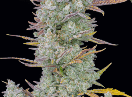 Our best-selling and most awarded strain of all time has reached a whole new level. Thanks to continuous research, selection, and breeding, our hard work has paid off. In 2022, Gorilla Cookies Auto became the most potent, highest-yielding strain in our catalog and it’s now better than ever. This is a powerful combination of our top autoflowering strains of all time. One of the most potent autoflowering strains to date. Gorilla Cookies takes on all the best qualities of her parent strains, making her something very special for all growers. As a balanced hybrid of Sativa and Indica, she performs incredibly well both indoors and outdoors while still being super-reliable and resilient to the elements. This strain is a massive producer, making it perfect not only for novices but also for commercial growers looking for potency, yield, and taste. Growers can expect around 650 gr/m2 of extremely dense golf-ball-sized buds. The impressively high THC levels translate into an intense resin production making her buds almost completely white and covered in trichomes late in the flowering stage. This strain is a ultimate moneymaker and is a great choice for making all types of extractions not only for the quantity and quality of resin she produces but also for the exceptional aroma she reeks of. Bud description Gorilla Cookies grows extremely big, chunky, and dense buds with a beautiful mix of dark and light shades of green with bright orange hairs giving her quite the bag appeal. These flowers can only be overshadowed by their extreme frostiness, she starts producing huge amounts of trichomes as soon as she enters flowering and her buds will be completely covered in resin nearing harvest.Smoke report Being a perfectly balanced hybrid, this strain delivers an intense head rush that will leave you euphoric and giggling. It will slowly transform into a potent body high that you can feel on your eyes and face and will have you relaxed anywhere you are. It has a synergetic high, perfect for the end of the day, especially after a long day of work.Plant Appearance This lady grows stout and bushy, reaching around 150cm while displaying a compact yet robust appearance with wide internodal spacing. She will develop a thick main cola with fat side branches all around while not requiring much maintenance. She can produce up to 650 gr/m2 in around 10 weeks, putting her among the highest-yielding strains we’ve ever created. All throughout the flowering stage, you’ll be amazed at the insane trichome production. Especially in the final weeks when she definitely packs on some weight and you see the buds getting white in resin and reeking of cookies and gas. Sealed to ensure authenticity Waterproof Coating Aluminium interior lining Pack front Pack seed Pack back Protective sticker QR code Gorilla Cookies Auto Feminiszd Seeds