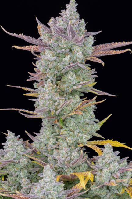 Our best-selling and most awarded strain of all time has reached a whole new level. Thanks to continuous research, selection, and breeding, our hard work has paid off. In 2022, Gorilla Cookies Auto became the most potent, highest-yielding strain in our catalog and it’s now better than ever. This is a powerful combination of our top autoflowering strains of all time. One of the most potent autoflowering strains to date. Gorilla Cookies takes on all the best qualities of her parent strains, making her something very special for all growers. As a balanced hybrid of Sativa and Indica, she performs incredibly well both indoors and outdoors while still being super-reliable and resilient to the elements. This strain is a massive producer, making it perfect not only for novices but also for commercial growers looking for potency, yield, and taste. Growers can expect around 650 gr/m2 of extremely dense golf-ball-sized buds. The impressively high THC levels translate into an intense resin production making her buds almost completely white and covered in trichomes late in the flowering stage. This strain is a ultimate moneymaker and is a great choice for making all types of extractions not only for the quantity and quality of resin she produces but also for the exceptional aroma she reeks of. Bud description Gorilla Cookies grows extremely big, chunky, and dense buds with a beautiful mix of dark and light shades of green with bright orange hairs giving her quite the bag appeal. These flowers can only be overshadowed by their extreme frostiness, she starts producing huge amounts of trichomes as soon as she enters flowering and her buds will be completely covered in resin nearing harvest.Smoke report Being a perfectly balanced hybrid, this strain delivers an intense head rush that will leave you euphoric and giggling. It will slowly transform into a potent body high that you can feel on your eyes and face and will have you relaxed anywhere you are. It has a synergetic high, perfect for the end of the day, especially after a long day of work.Plant Appearance This lady grows stout and bushy, reaching around 150cm while displaying a compact yet robust appearance with wide internodal spacing. She will develop a thick main cola with fat side branches all around while not requiring much maintenance. She can produce up to 650 gr/m2 in around 10 weeks, putting her among the highest-yielding strains we’ve ever created. All throughout the flowering stage, you’ll be amazed at the insane trichome production. Especially in the final weeks when she definitely packs on some weight and you see the buds getting white in resin and reeking of cookies and gas. Sealed to ensure authenticity Waterproof Coating Aluminium interior lining Pack front Pack seed Pack back Protective sticker QR code Gorilla Cookies Auto Feminiszd Seeds