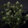 Gorilla Cookies Fast Feminized Seeds