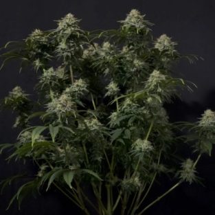 Gorilla Cookies Fast Feminized Seeds