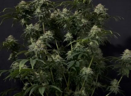 Gorilla Cookies Fast Feminized Seeds