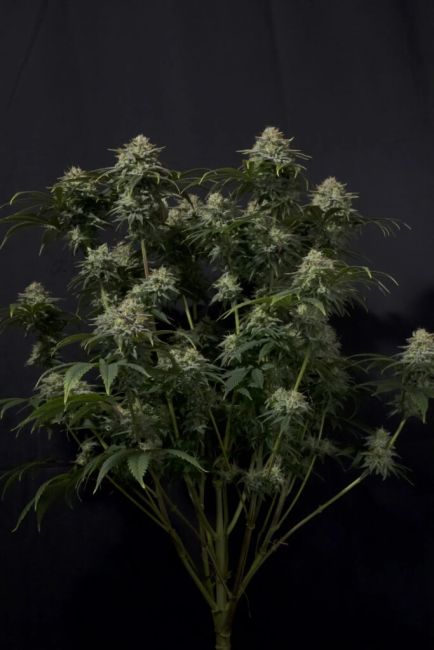 Gorilla Cookies Fast Feminized Seeds