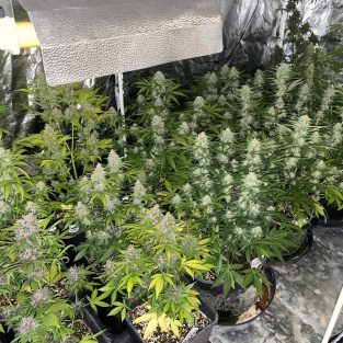 Fastbuds Mixed Pack Auto Feminized Seeds