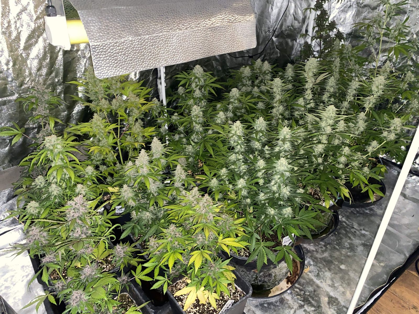 Fastbuds Mixed Pack Auto Feminized Seeds