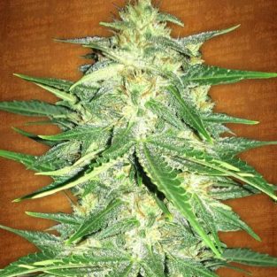 Lemon AK Auto Feminized Seeds