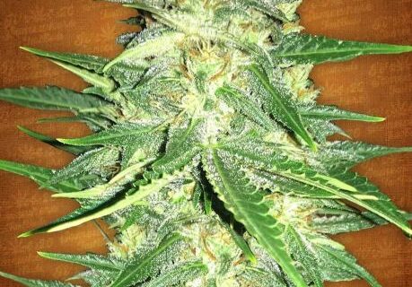 Lemon AK Auto Feminized Seeds