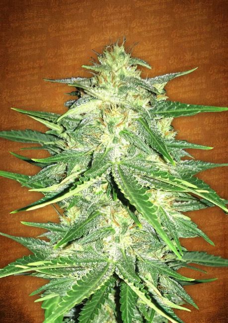 Lemon AK Auto Feminized Seeds