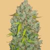 Original BubbleGum Auto Feminized Seeds