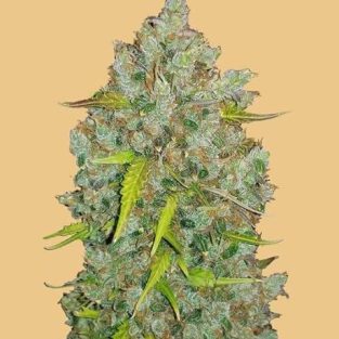 Original BubbleGum Auto Feminized Seeds