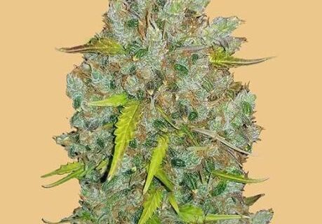 Original BubbleGum Auto Feminized Seeds