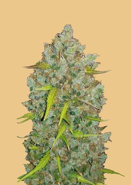Original BubbleGum Auto Feminized Seeds