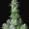 Kosher Cake Auto Feminized Seeds