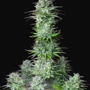 Kosher Cake Auto Feminized Seeds