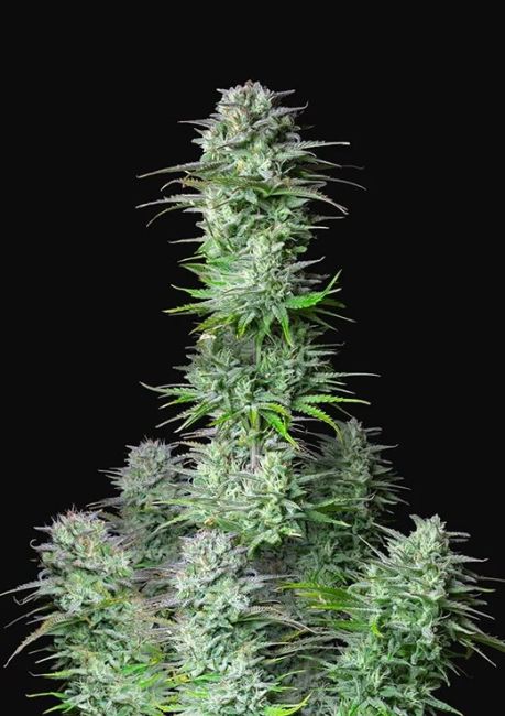Kosher Cake Auto Feminized Seeds