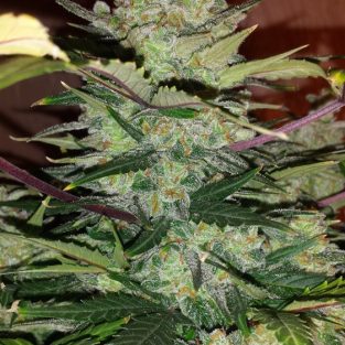 Green Crack Auto Feminized Seeds