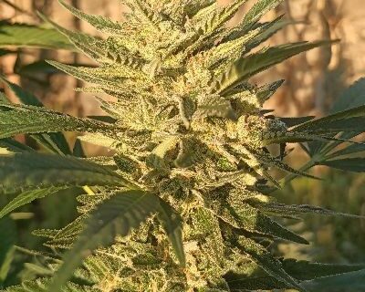 Creeper Gouge Regular Seeds