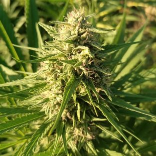 Creeper Gouge Regular Seeds