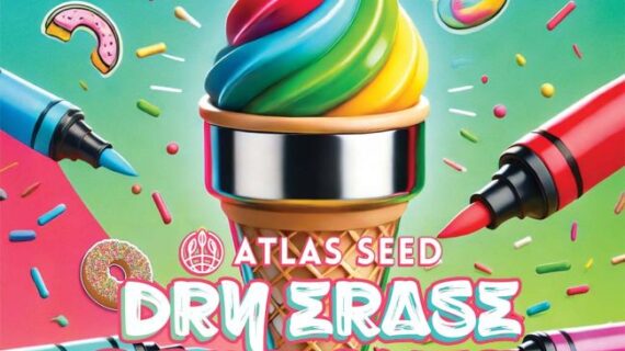 Dry Erase Marker Feminized Seeds