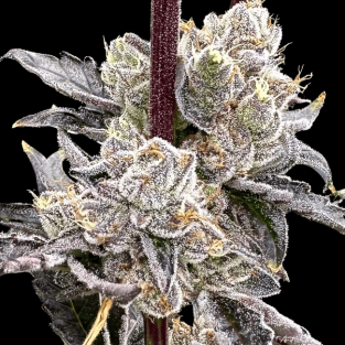 Dry Erase Marker Feminized Seeds