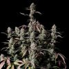 Gorilla Zkittlez Auto Feminized Seeds
