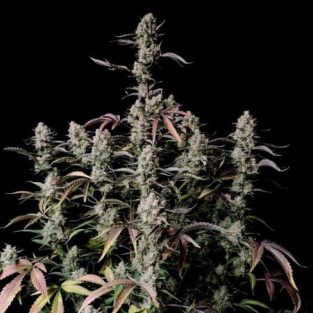 Gorilla Zkittlez Auto Feminized Seeds