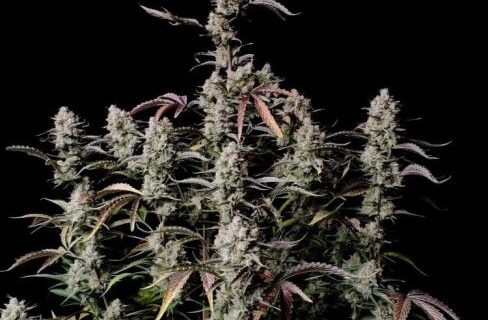 Gorilla Zkittlez Auto Feminized Seeds
