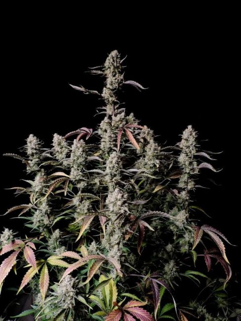 Gorilla Zkittlez Auto Feminized Seeds