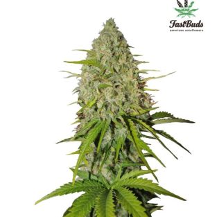 Grapefruit Auto Feminized Seeds