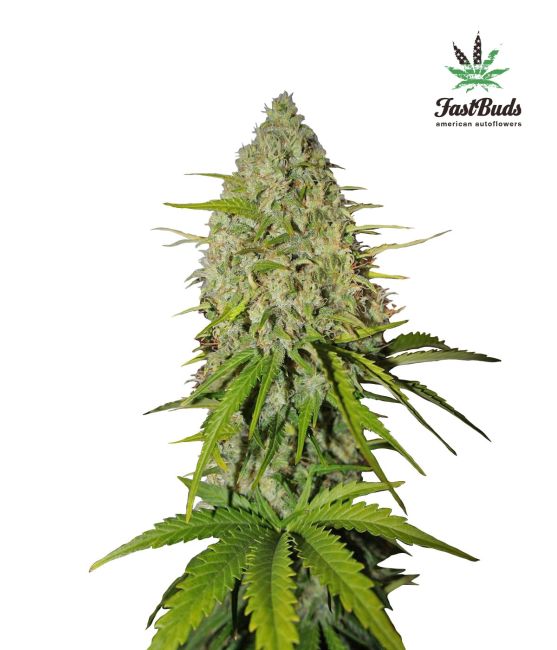 Grapefruit Auto Feminized Seeds