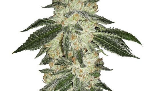 Green Crack Auto Feminized Seeds