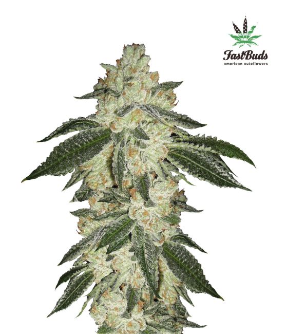 Green Crack Auto Feminized Seeds