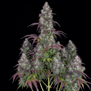 Lemon Pie Auto Feminised Seeds - Copy
