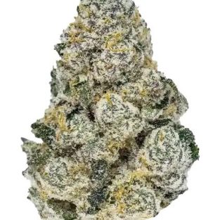 Lemonpaya Feminized Seeds1