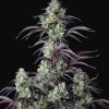 Mimosa Cake Auto Feminized S1eeds