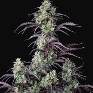 Mimosa Cake Auto Feminized S1eeds