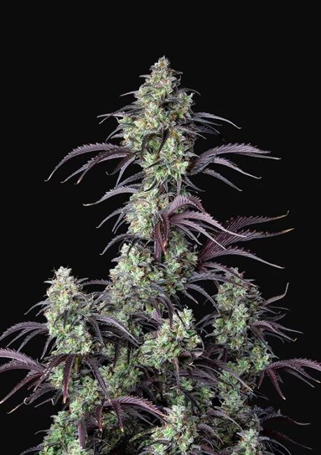 Mimosa Cake Auto Feminized S1eeds