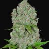 Orange Sherbet Auto Feminised Seeds