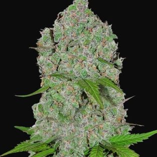Orange Sherbet Auto Feminised Seeds