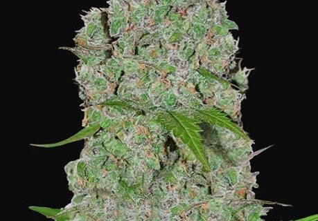 Orange Sherbet Auto Feminised Seeds